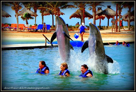 royal swimming club|Swim with Dolphins Cancun: Dolphin Swimming Guide in Cancun, Isla.